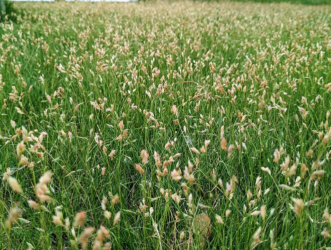 Buffalo grass with seed heads in early June, 2023, in @Susan_Gilbert and @Nic_McPhee's lawn.